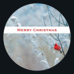 Sticker Rond Red Cardinal dans Winter Nature Photo de Christmas<br><div class="desc">stickers de Noël avec une photo nature pittoresque avec un cardinal rouge vif. Contrasté par rapport à un arrière-plan hivernal extérieur avec la neige tombant doucement vers le bas.</div>