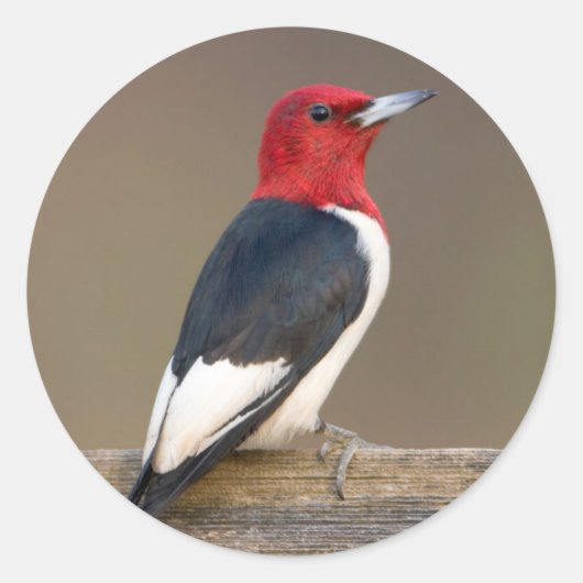 Sticker Rond Red-headed Woodpecker on fence (Devant)