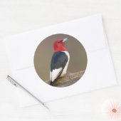 Sticker Rond Red-headed Woodpecker on fence (Enveloppe)
