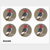 Sticker Rond Red-headed Woodpecker on fence (Feuille)
