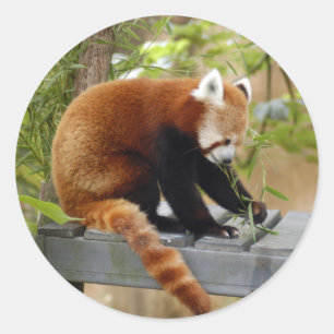 Sticker Rond red-panda-039