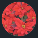 Sticker Rond Red Poinsettias I Christmas Holiday Floral Photo<br><div class="desc">Voici une belle photo de vacances d'une bande de ma fleur de Noël préférée, les poinsettias. Consultez notre magasin pour plus de poinsettias de vacances, y compris les blancs et roses, ainsi que d'autres scènes de vacances. Cette image est également présentée comme le fond d'écran large "Poinsettias rouges I" de...</div>
