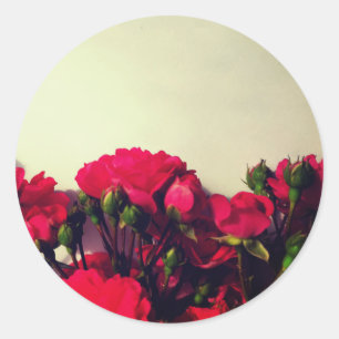 Sticker Rond Red roses fresh buds blooming bright flowers flora