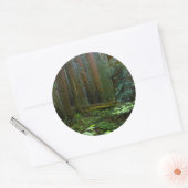 Sticker Rond Redwoods Dans Le Parc National De Muir Woods (Enveloppe)