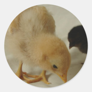 Sticker Rond Refroidissement
