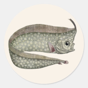 Sticker Rond Régalarie à crête, Poisson, Vie marine aquatique v