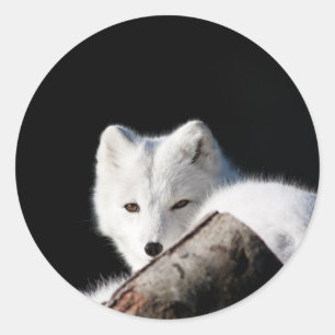 Sticker Rond Renard arctique