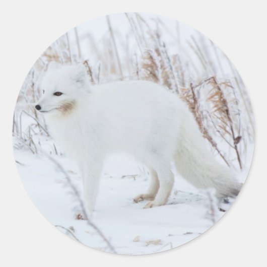 Sticker Rond Renard arctique (Devant)