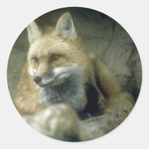 Sticker Rond Renard rouge