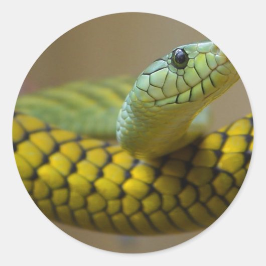 Sticker Rond Repère de serpent (Devant)