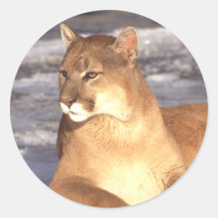 Sticker Rond Repos de puma