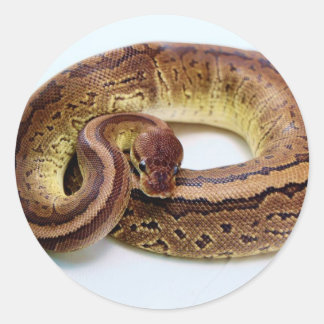 Sticker Rond Repose Brown de Python Ball