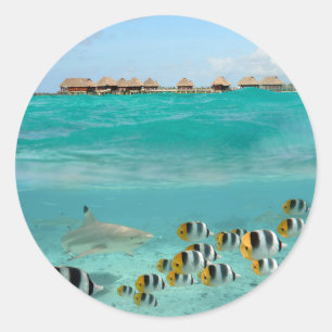 Sticker Rond Requin chassant des poissons dans l'autocollant