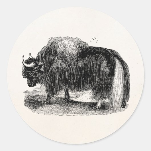 Sticker Rond Rétro illustration d'animal de yaks de yaks (Devant)