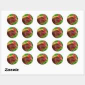Sticker Rond Rhode Island Red Hen (Feuille)