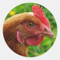 Rhode Island Red Hen