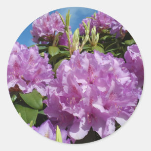Sticker Rond Rhododendron