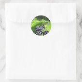 Sticker Rond Rider Hawaiian Gecko (Sac)