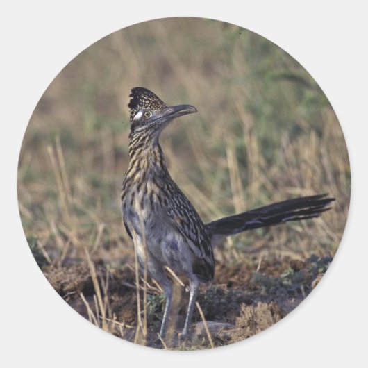 Sticker Rond Roadrunner (Devant)