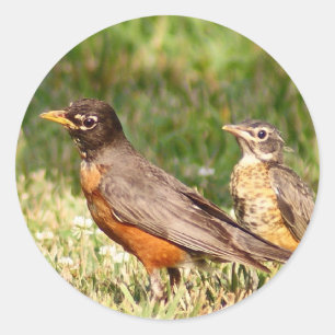 Sticker Rond Robin américain