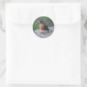 Sticker Rond Robin Photographie (Sac)