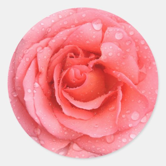 Sticker Rond Romantique Rose rose rouge gouttes d'eau (Devant)