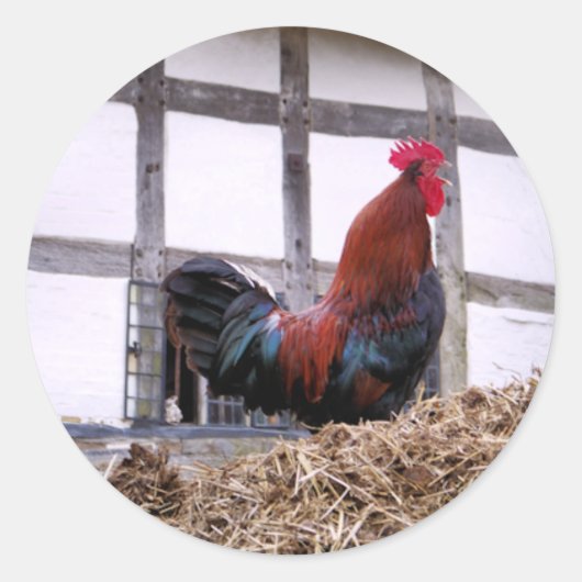 STICKER ROND ROOSTER (Devant)