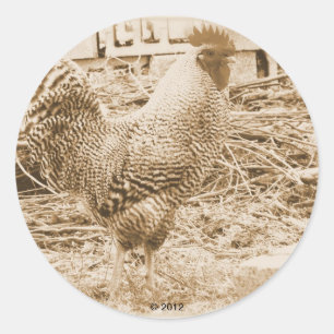 Sticker Rond Rooster de style vintage