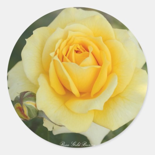 Sticker Rond Rosa Gold Bunny (Devant)