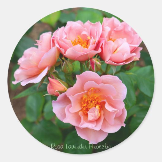 Sticker Rond Rosa Lavender Pinocchio [Round Seal] (Devant)