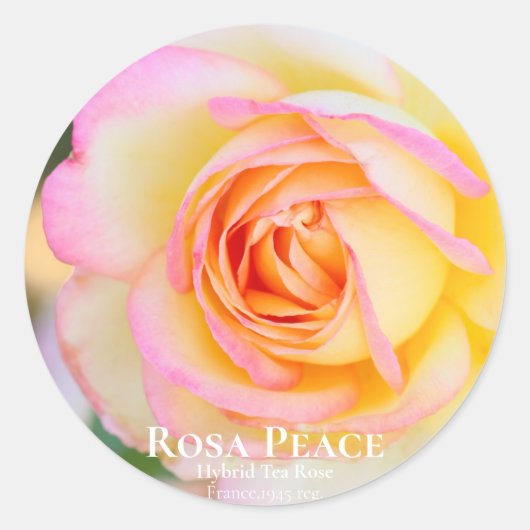 Sticker Rond Rosa Peace [Round Seal] (Devant)