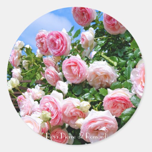 Sticker Rond Rosa Pierre de Ronsard [Round Seal] ラウンドシール (Devant)