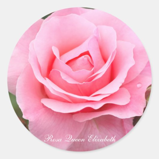 Sticker Rond Rosa Queen Elizabeth [Round Seal] ラウンドシール (Devant)