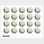 Sticker Rond Rosa Schneewittchen (Feuille)