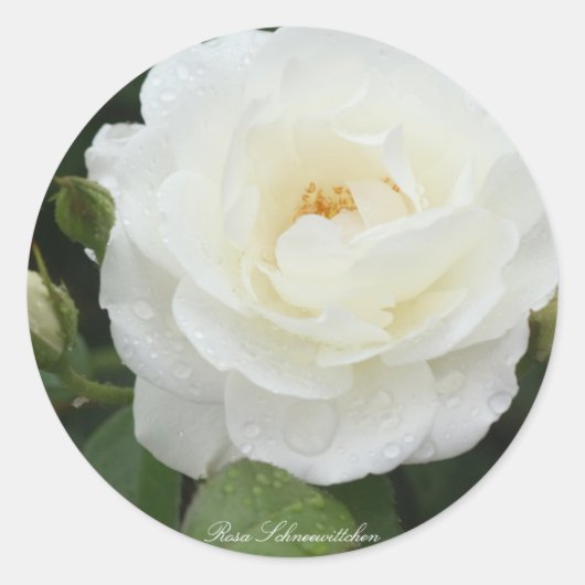 Sticker Rond Rosa Schneewittchen (Devant)