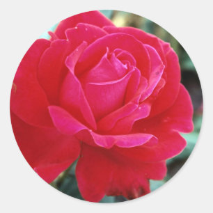Sticker Rond Rose 258
