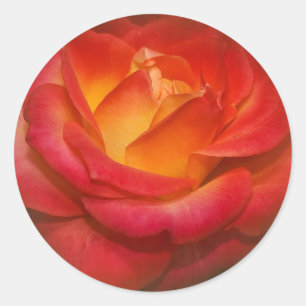 Sticker Rond Rose à flamme sur parchemin