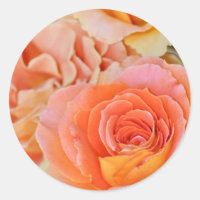 Rose à thé hybride orange
