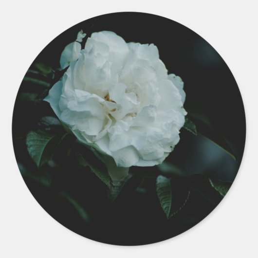 Sticker Rond Rose blanche (Devant)