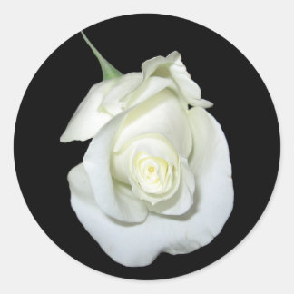 Sticker Rond Rose blanche #1