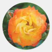 Sticker rond rose classique, brillant (Devant)