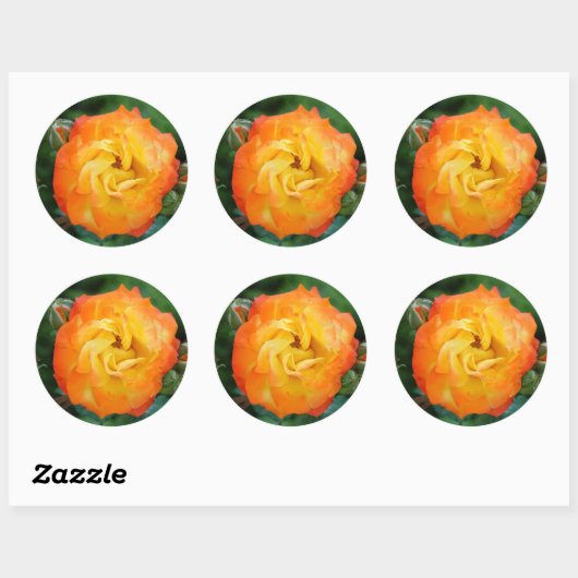 Sticker rond rose classique, brillant (Feuille)