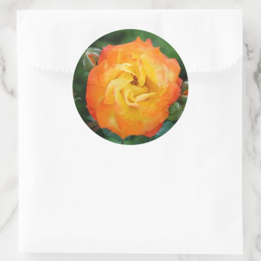 Sticker rond rose classique, brillant (Sac)