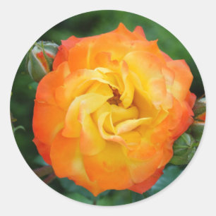 Sticker rond rose classique, brillant