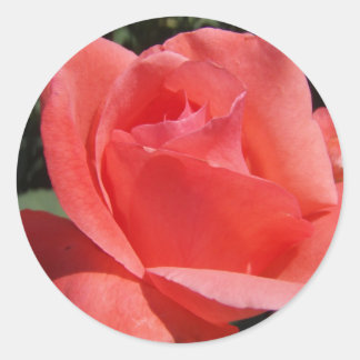 Sticker Rond Rose corail
