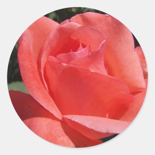 Sticker Rond Rose corail (Devant)