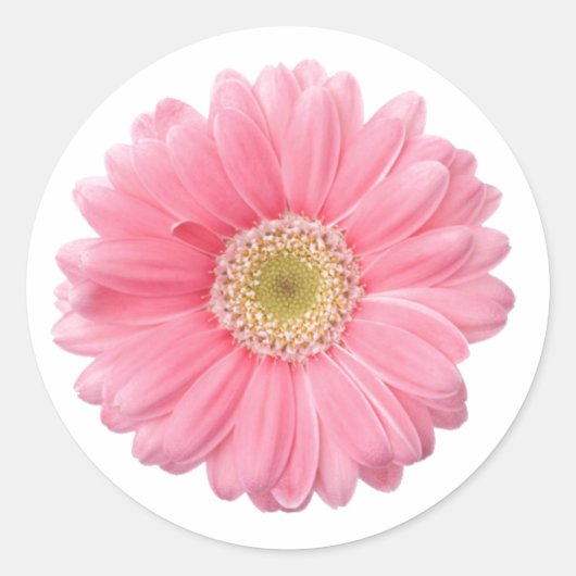 Sticker Rond ROSE DAISY simple Fleur blanche Arrière - plan P06 (Devant)
