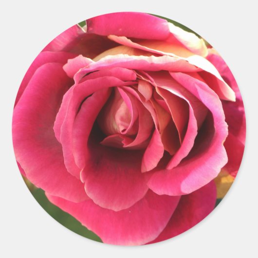 Sticker Rond Rose dans le jardin (Devant)