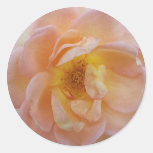 Sticker Rond Rose de couleur pêche (Devant)