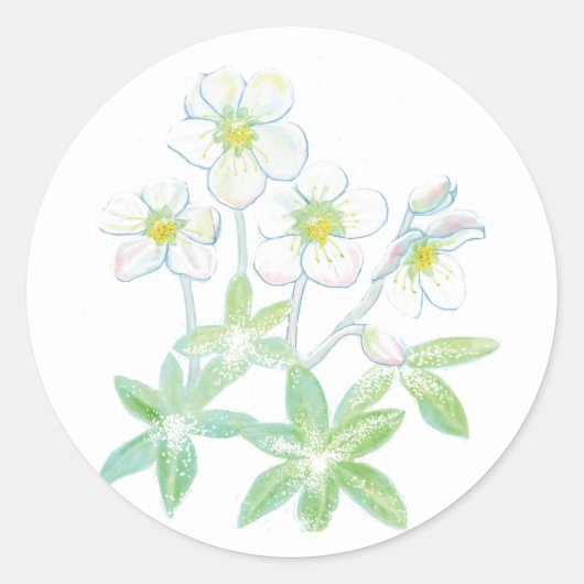Sticker Rond Rose de Noël, Illustration de Helleborus niger (Devant)